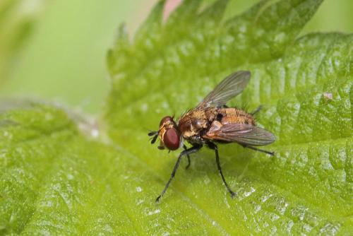 Eliozeta pellucens